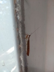 Mantodea