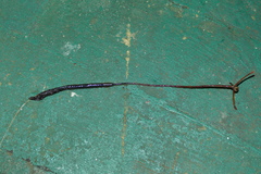 Pennella filosa
