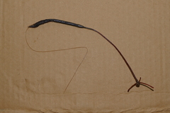 Pennella filosa