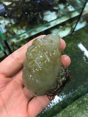 Phallusia mammillata