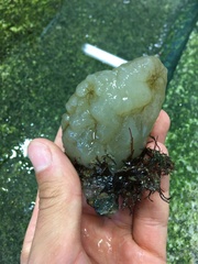 Phallusia mammillata