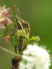 Depressaria daucella