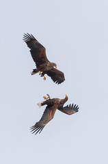 Haliaeetus albicilla