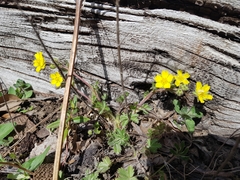 Potentilla heptaphylla