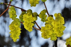 Corylopsis glabrescens