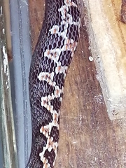 Leptodeira uribei