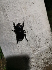 Phileurus