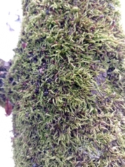 Sciuro-hypnum populeum