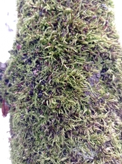 Sciuro-hypnum populeum