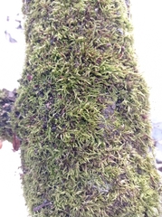 Sciuro-hypnum populeum