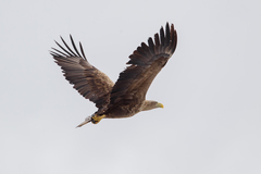 Haliaeetus albicilla