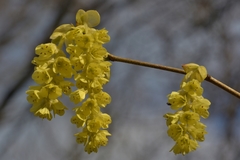 Corylopsis glabrescens