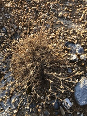 Picradeniopsis pringlei