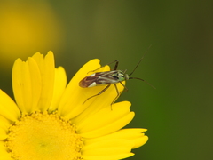 Reuterista instabilis