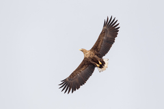 Haliaeetus albicilla