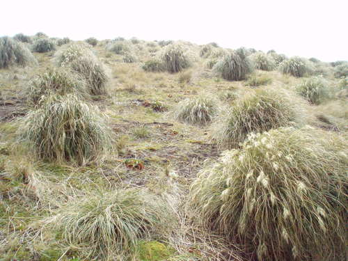 Chionochloa antarctica