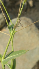 Physorhynchus chamaerapistrum