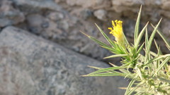 Inulinae