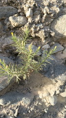 Inulinae