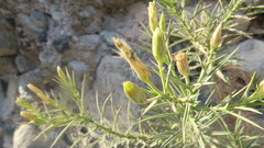 Inulinae