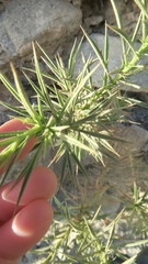 Inulinae