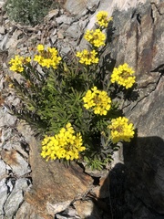 Alyssoides utriculata