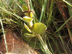 Crassula capitella nodulosa