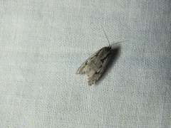 Semioscopis avellanella