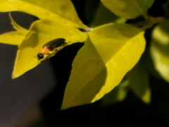 Abscondita cerata