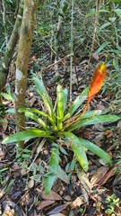 Vriesea interrogatoria