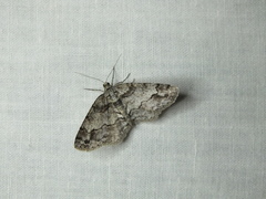 Paradarisa consonaria