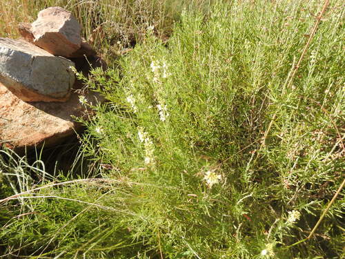 Image of Teucrium trifidum by (c) Matthew Fainman, some rights reserved (CC BY)