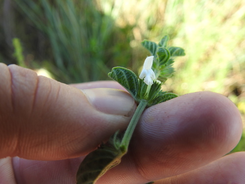 Image of White Cats Paws (Acrotome hispida) by (c) Matthew Fainman, some rights reserved (CC BY)