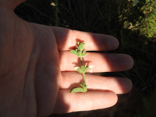 Image of White Cats Paws (Acrotome hispida) by (c) Matthew Fainman, some rights reserved (CC BY)