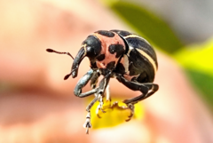 Neodiplogrammus quadrivittatus