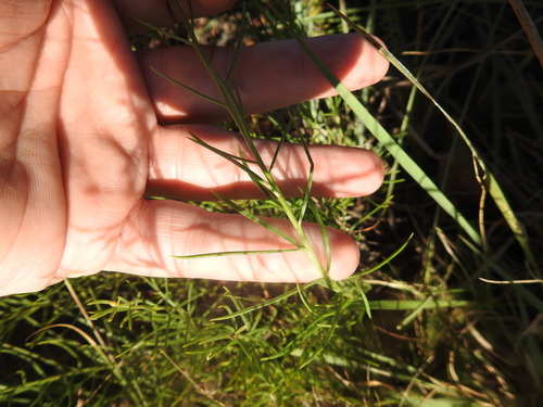 Image of Hebenstretia comosa by (c) Matthew Fainman, some rights reserved (CC BY)