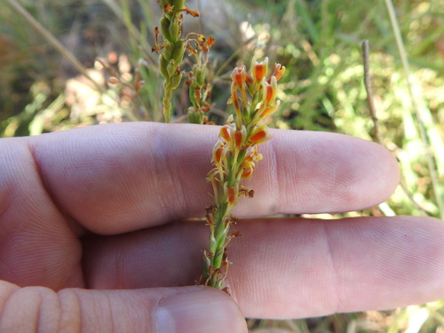 Catstail Slugwort (Hebenstretia comosa)
