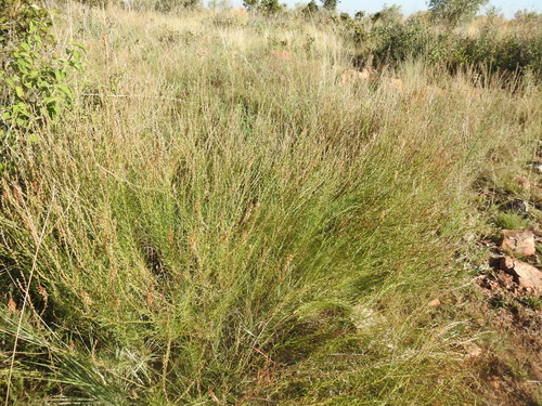 Image of Hebenstretia comosa by (c) Matthew Fainman, some rights reserved (CC BY)