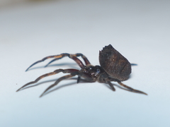 Poltys illepidus