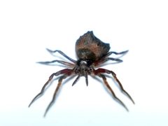 Poltys illepidus