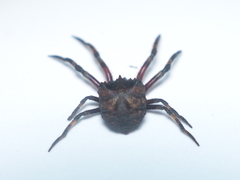 Poltys illepidus