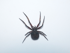Poltys illepidus