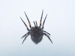 Poltys illepidus