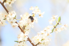 Criorhina ranunculi
