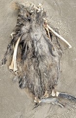 Pelecanus occidentalis