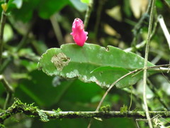 Epiphyllum oxypetalum