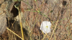 Convolvulus prostratus