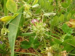 Trifolium spumosum