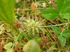 Trifolium spumosum