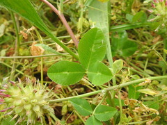 Trifolium spumosum